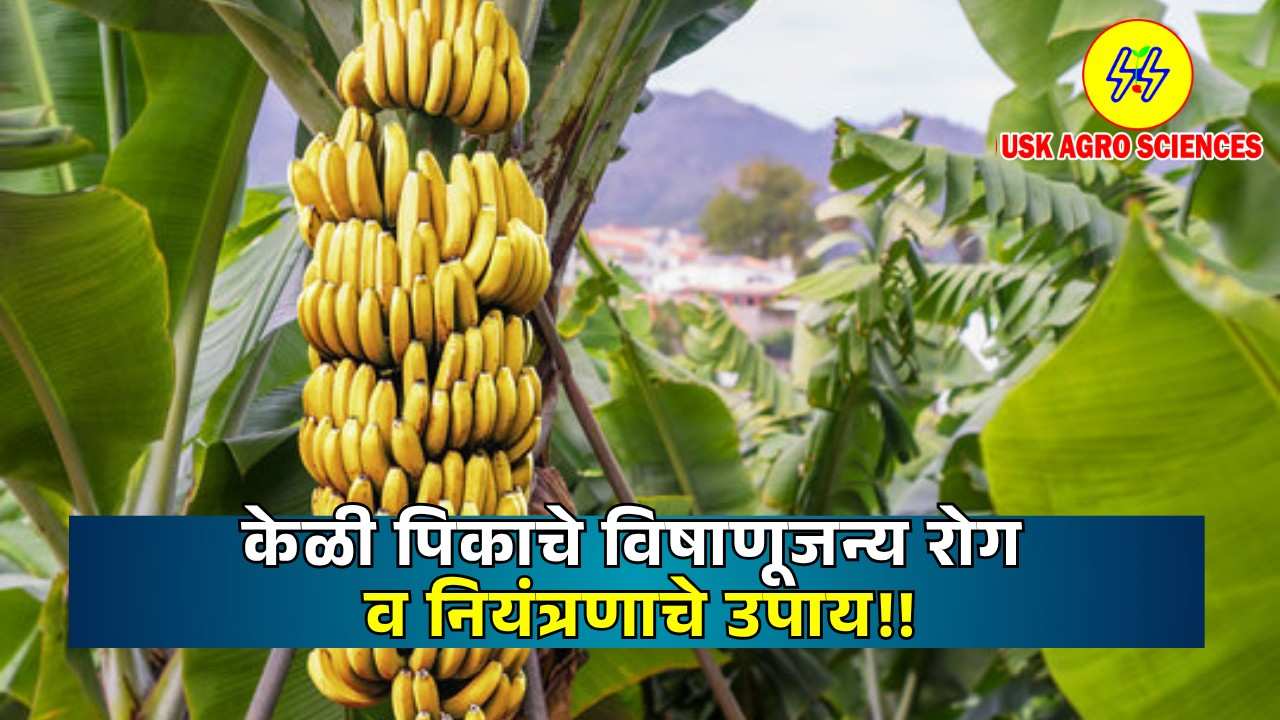 Banana Crop 2025