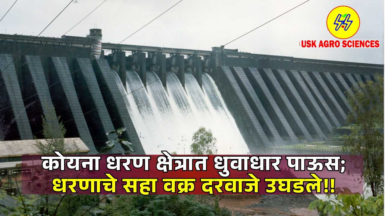 Koyna Dam Water Update 2025