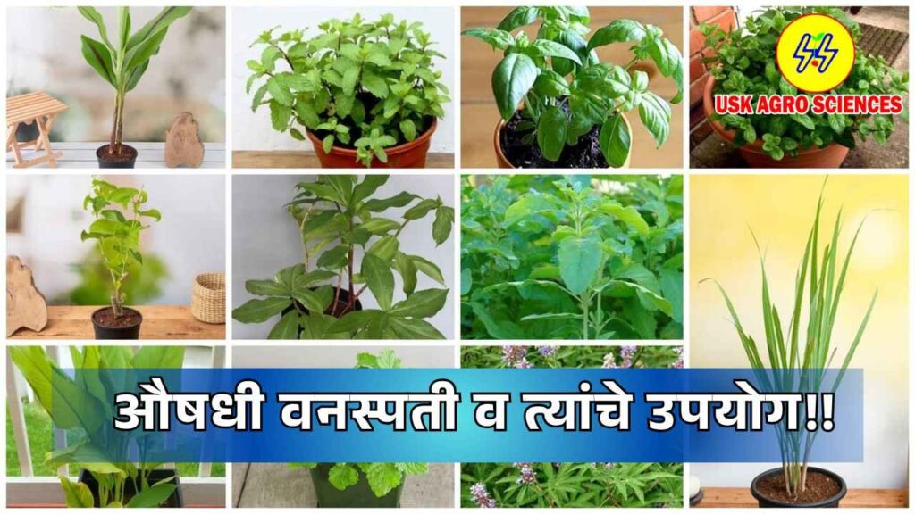 Medicinal Plants and their Uses 2025