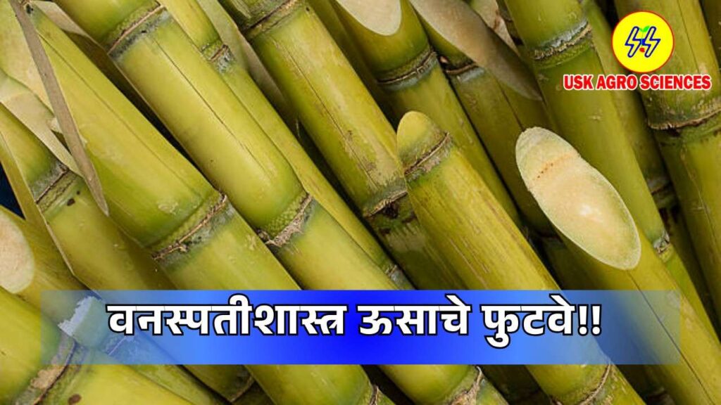 Botany Sugarcane Shoots 2025