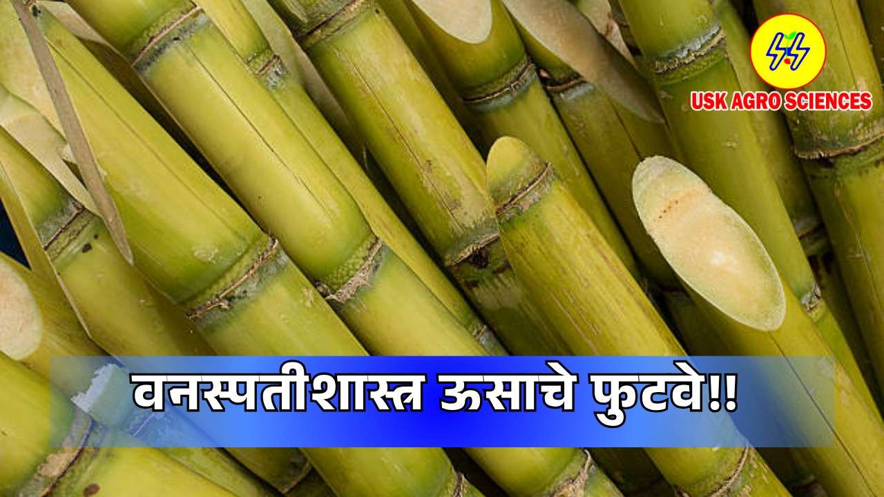 Botany Sugarcane Shoots 2025