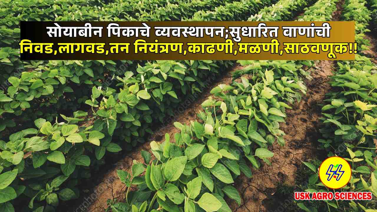 Soybean Crop 2025