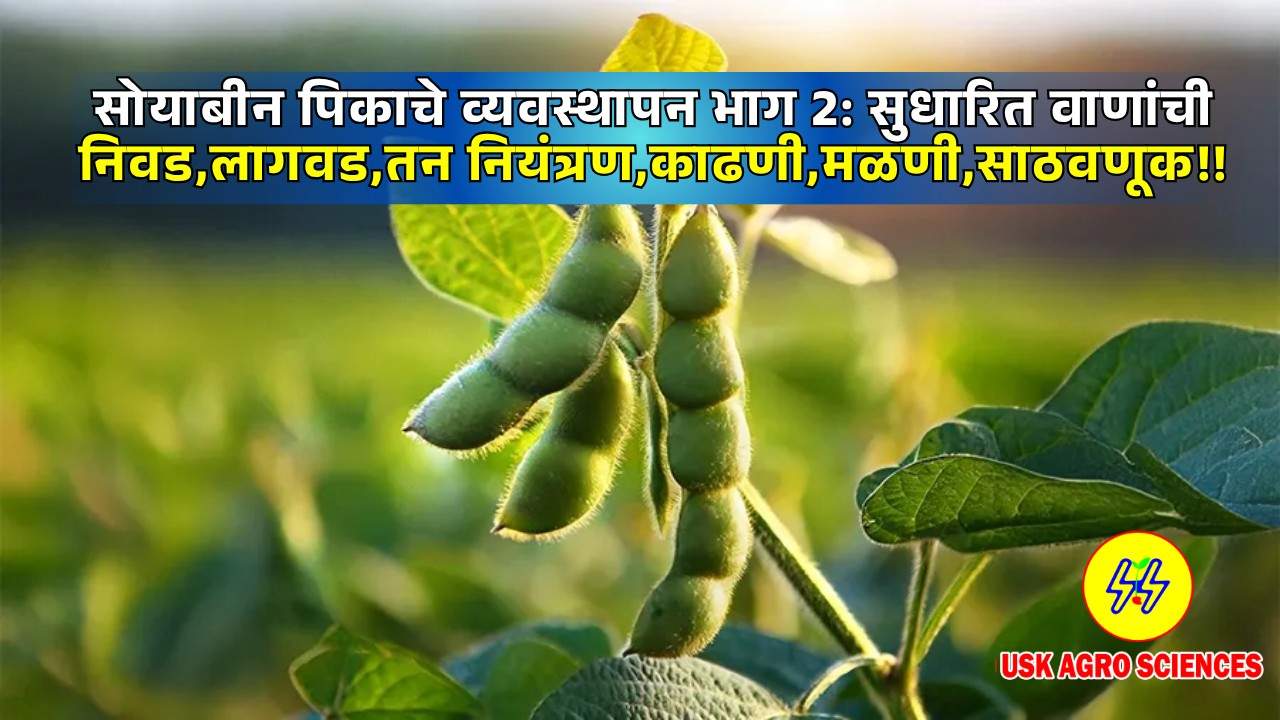 Soybean Crop 2025