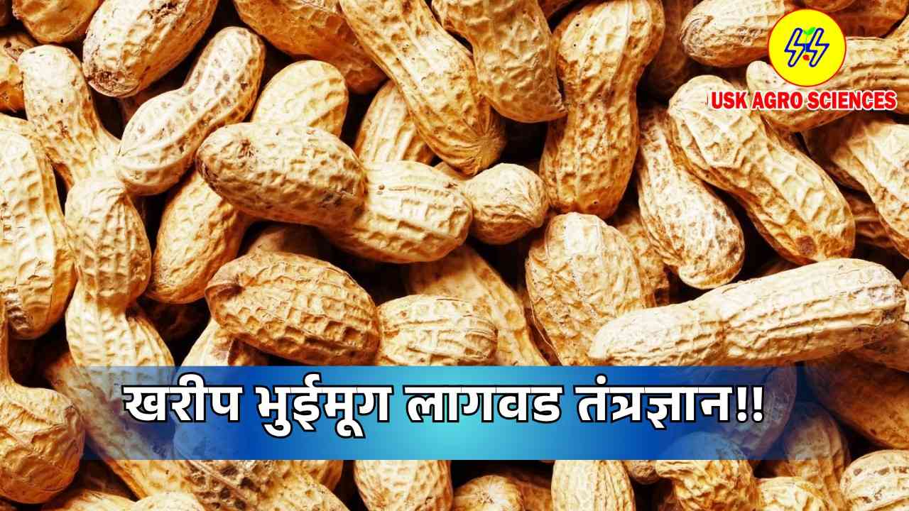 Groundnut Cultivation Technology 2025