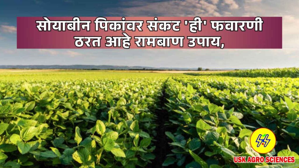 Soyabean Pik 2025