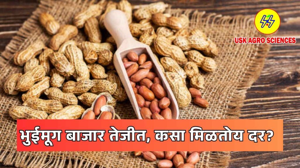 Groundnut Market 2025