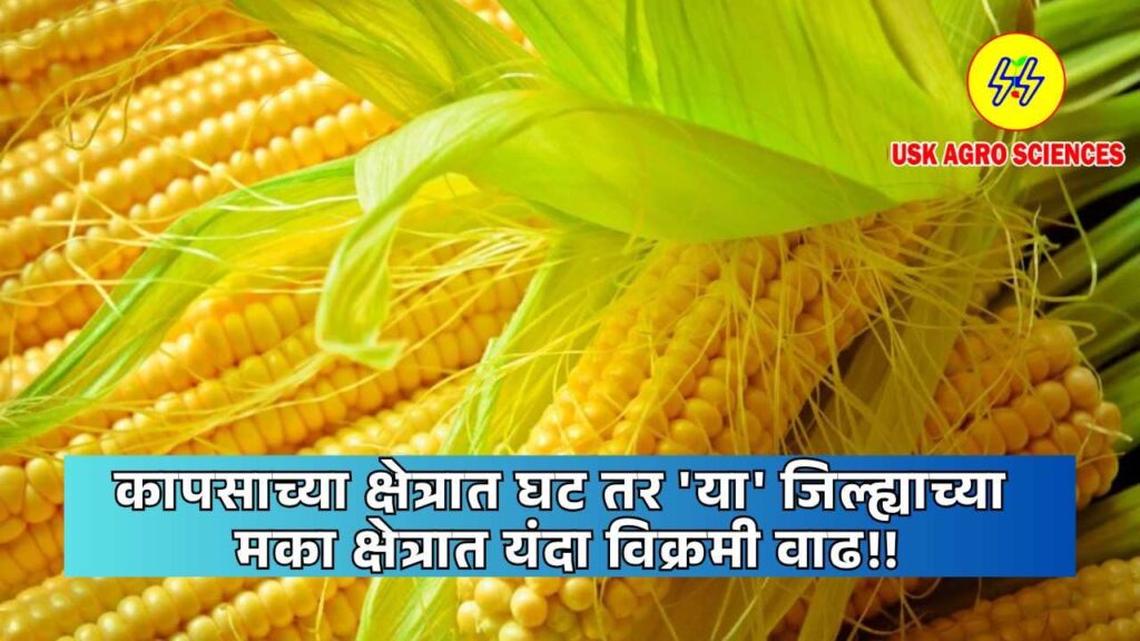 Maize Crop 2025