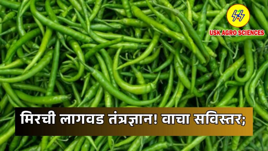 Mirchi Lagwad 2025