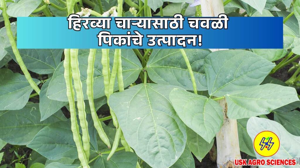 Production of Cowpea Crops 2025