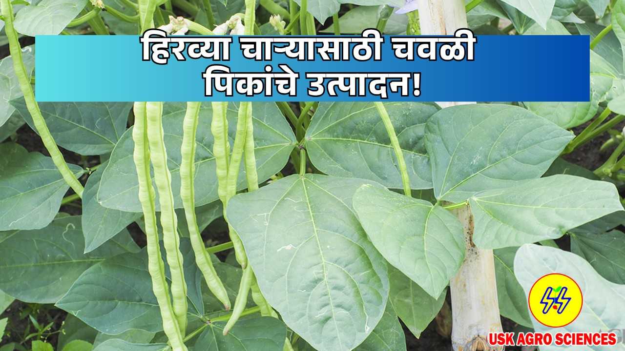 Production of Cowpea Crops 2025