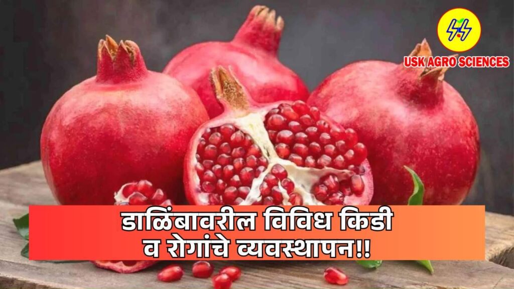 Pests and Diseases Management 2025