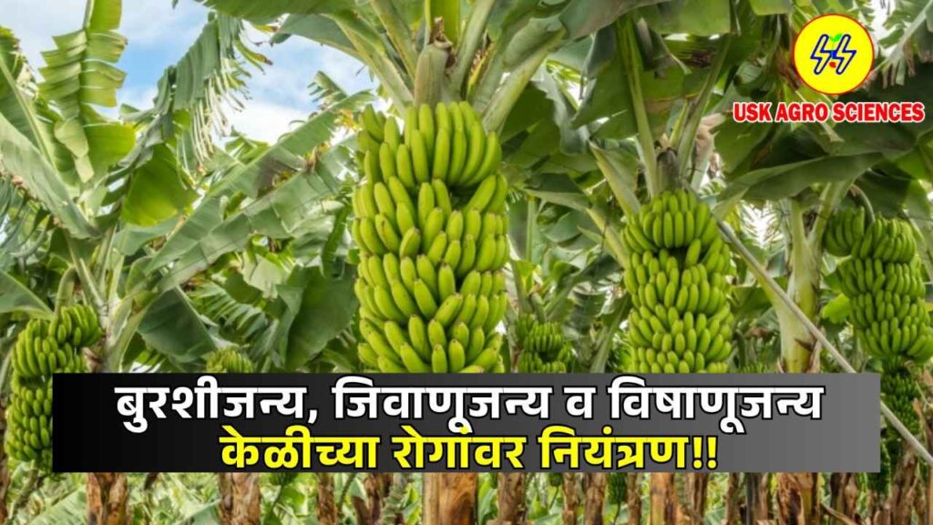 Control of Banana Diseases 2025