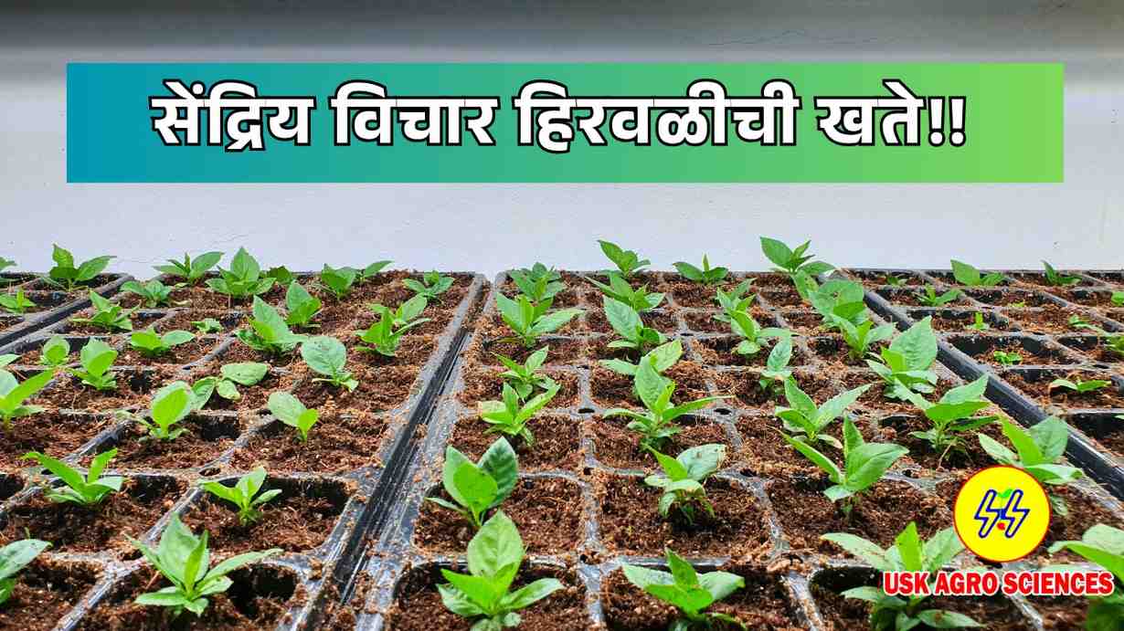 Organic Greenhouse Fertilizers 2025