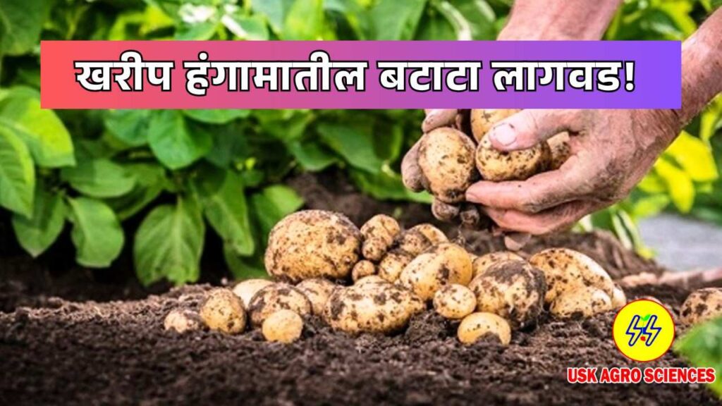 Kharif Season Potato Cultivation 2025