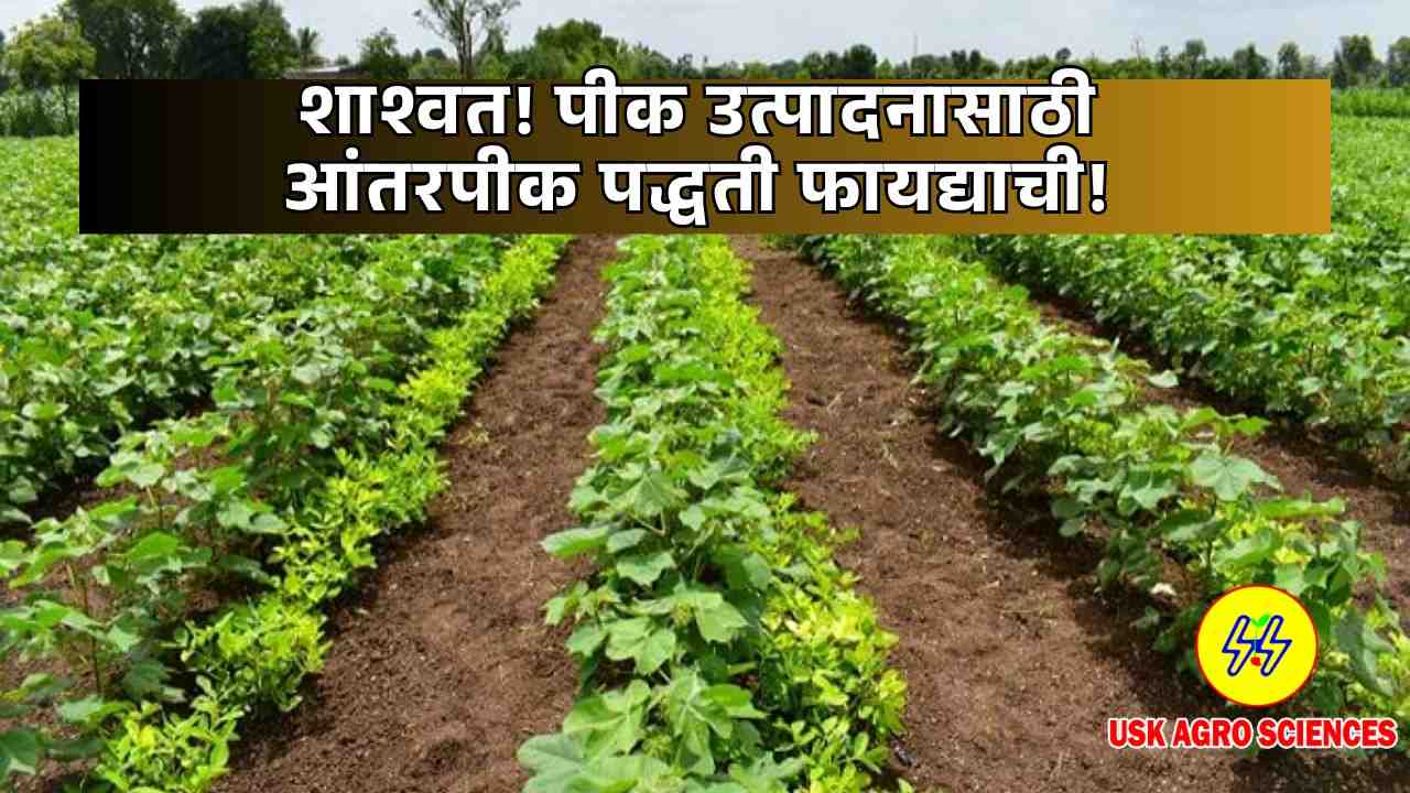 Intercropping Methods 2025