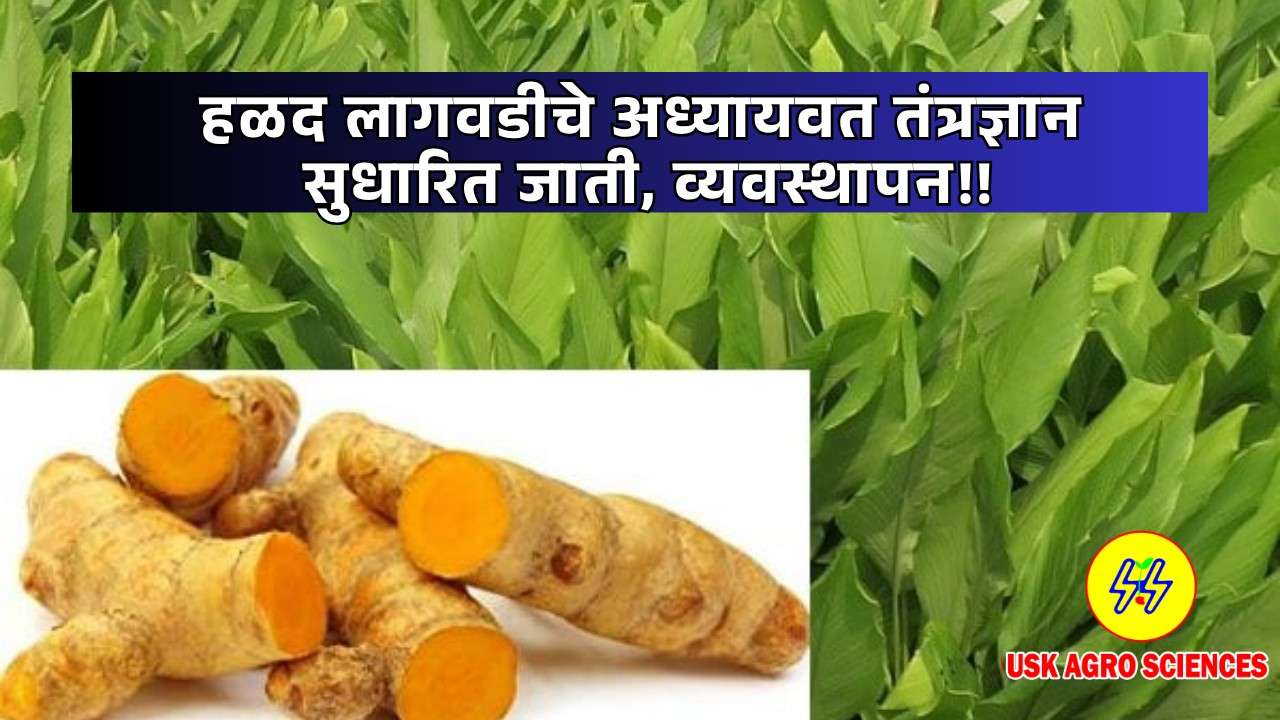Turmeric cultivation technology 2025