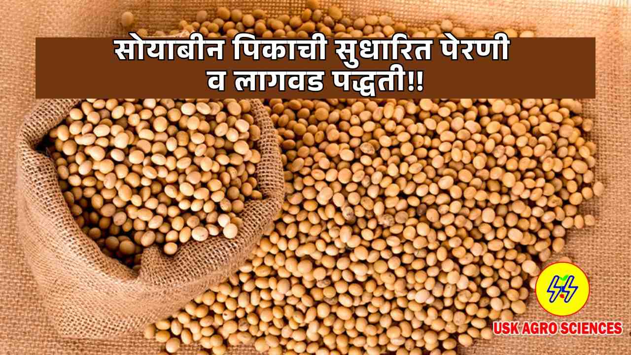 Soyabean Crop 2025