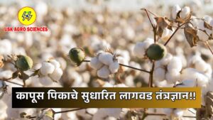 Technology of Cotton Crop 2025