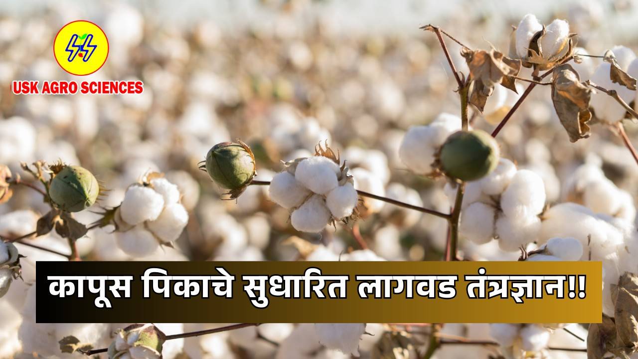 Technology of Cotton Crop 2025