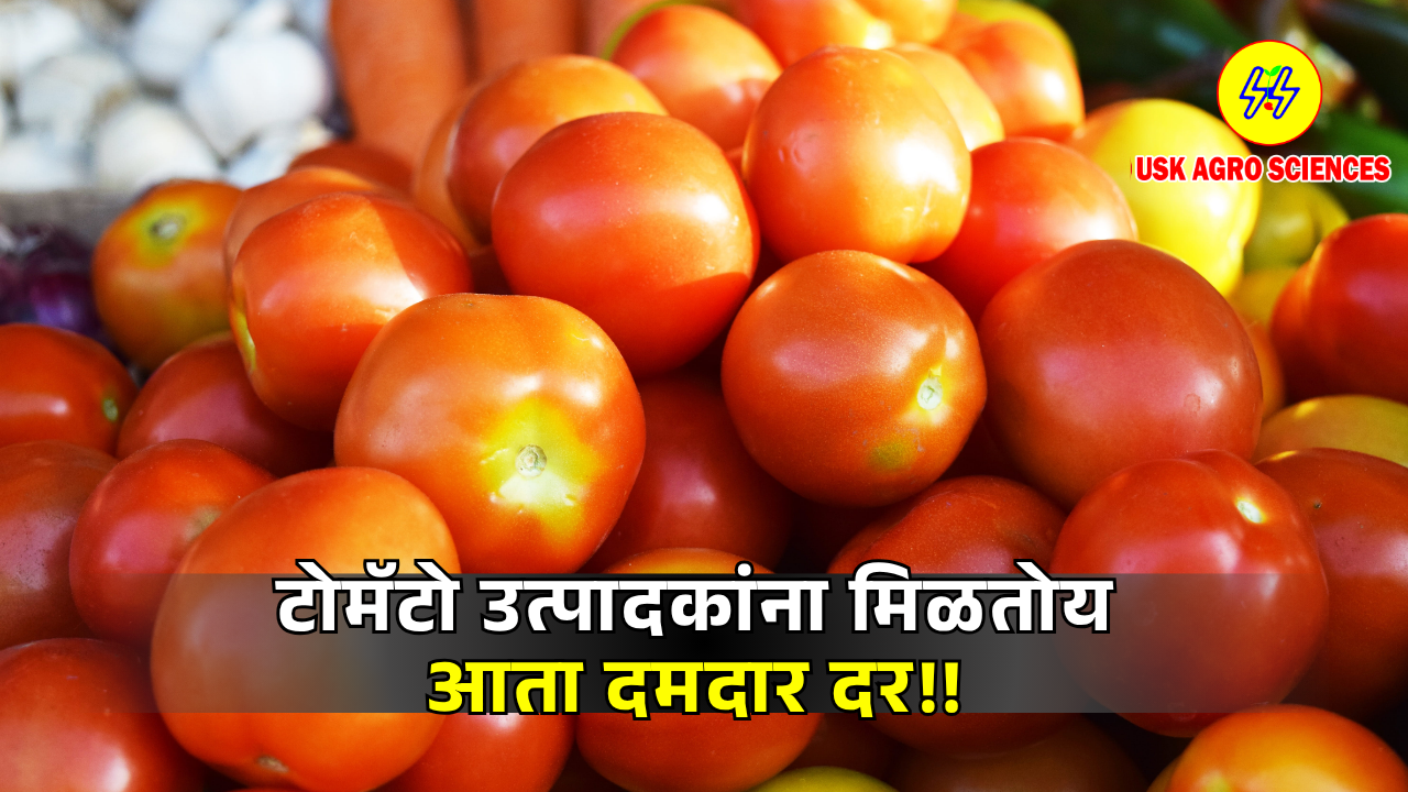 Tomato Market 2025