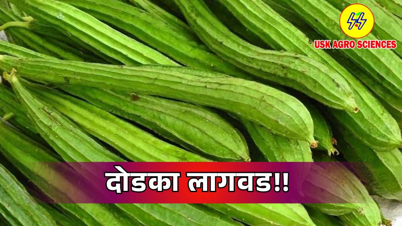Dodka Cultivation 2025