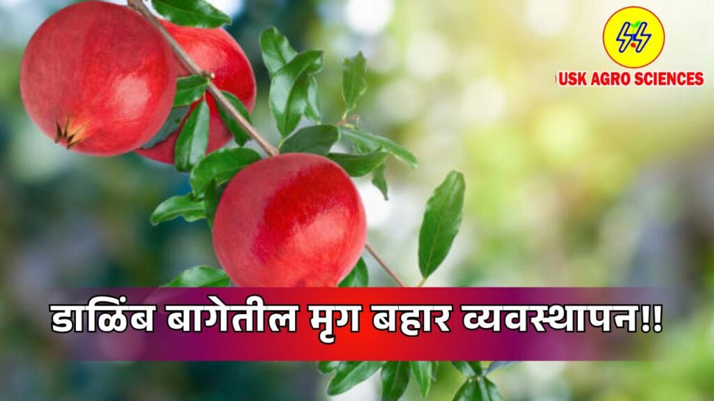 Pomegranate Orchards 2025