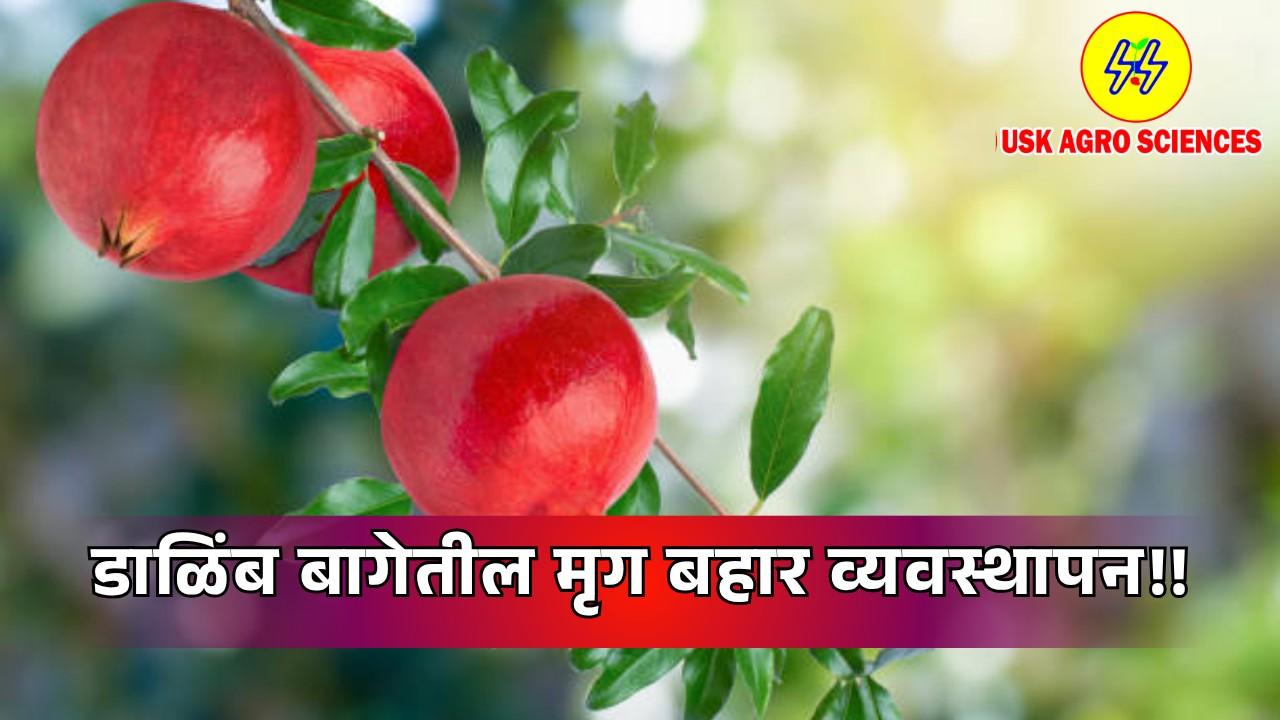 Pomegranate Orchards 2025