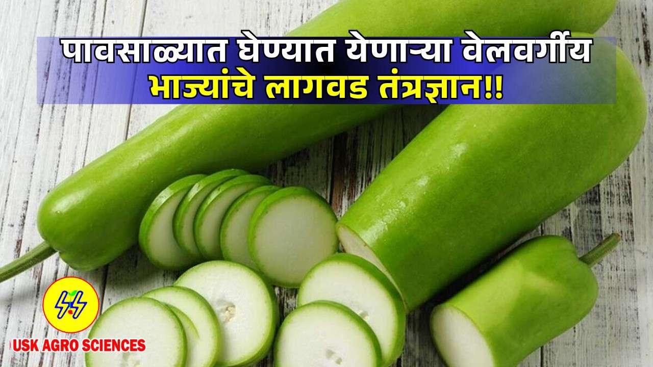 Vegetables Cultivation 2025