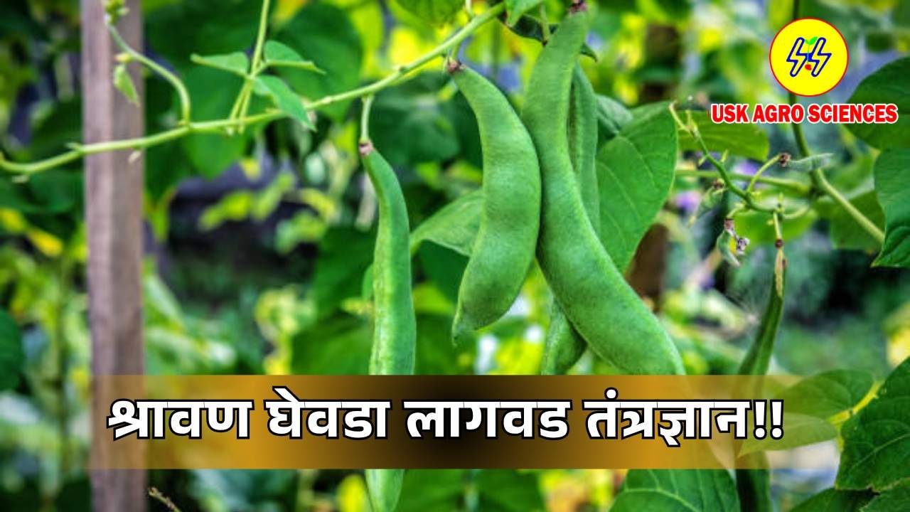 Ghevda Cultivation Technology 2025