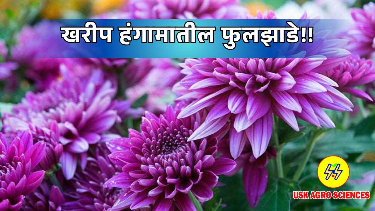 Kharif Season Flowers 2025