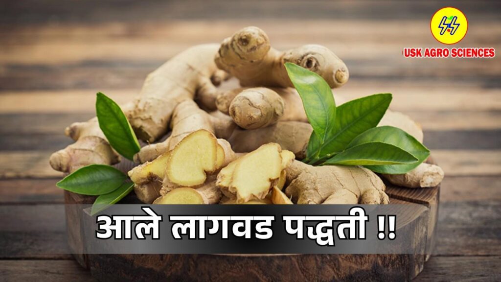 Planting Ginger 2025