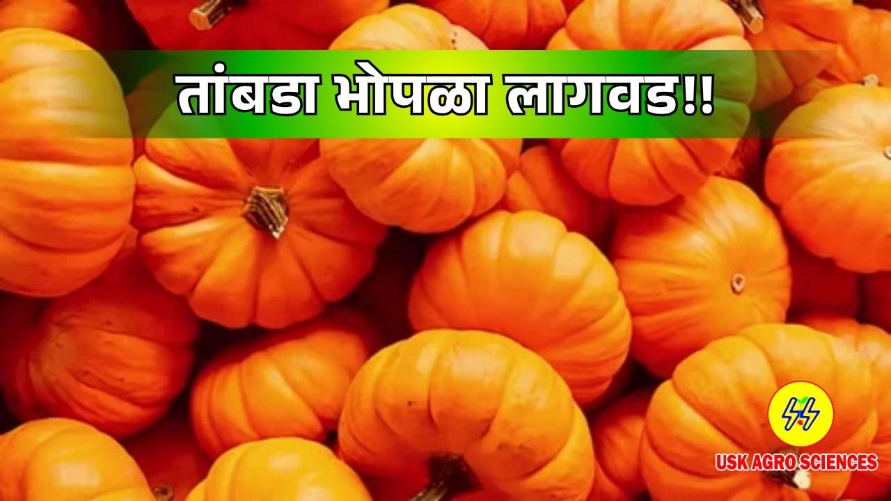 Red Pumpkin Cultivation 2025
