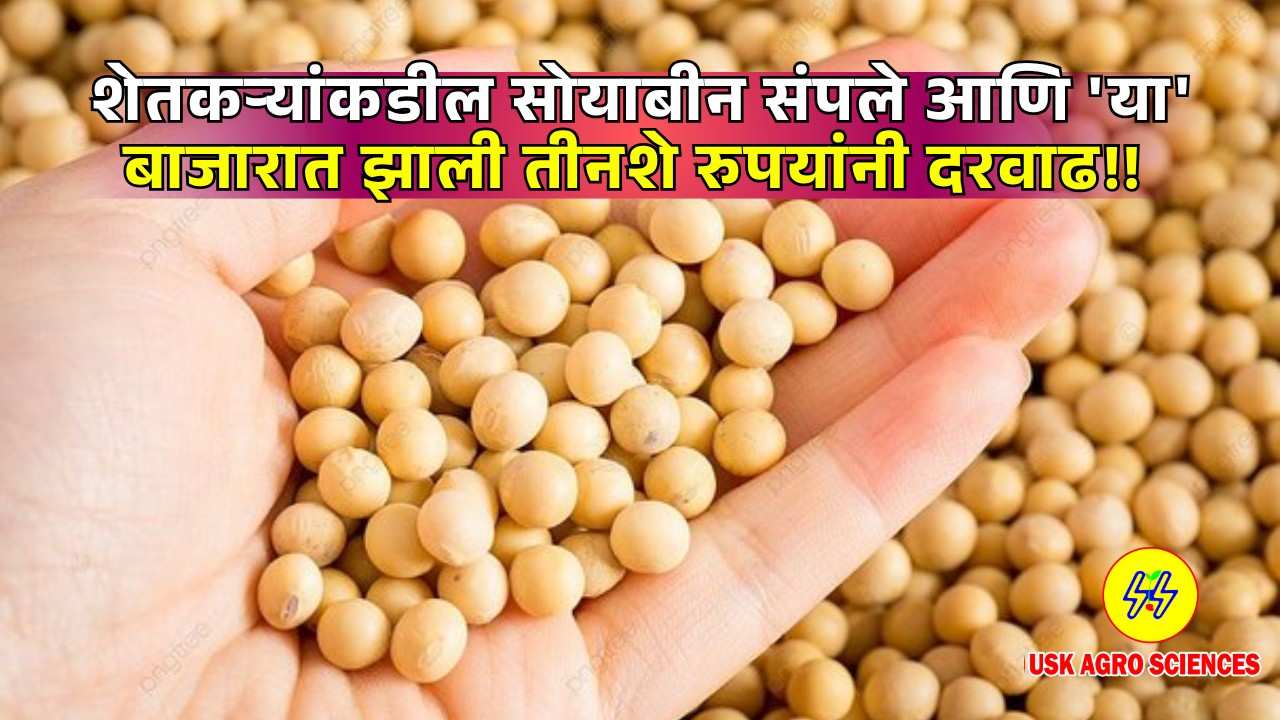 Soybean Bajarbhav 2025