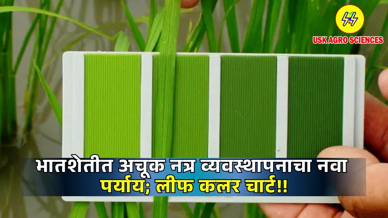 Rice Farming 2025
