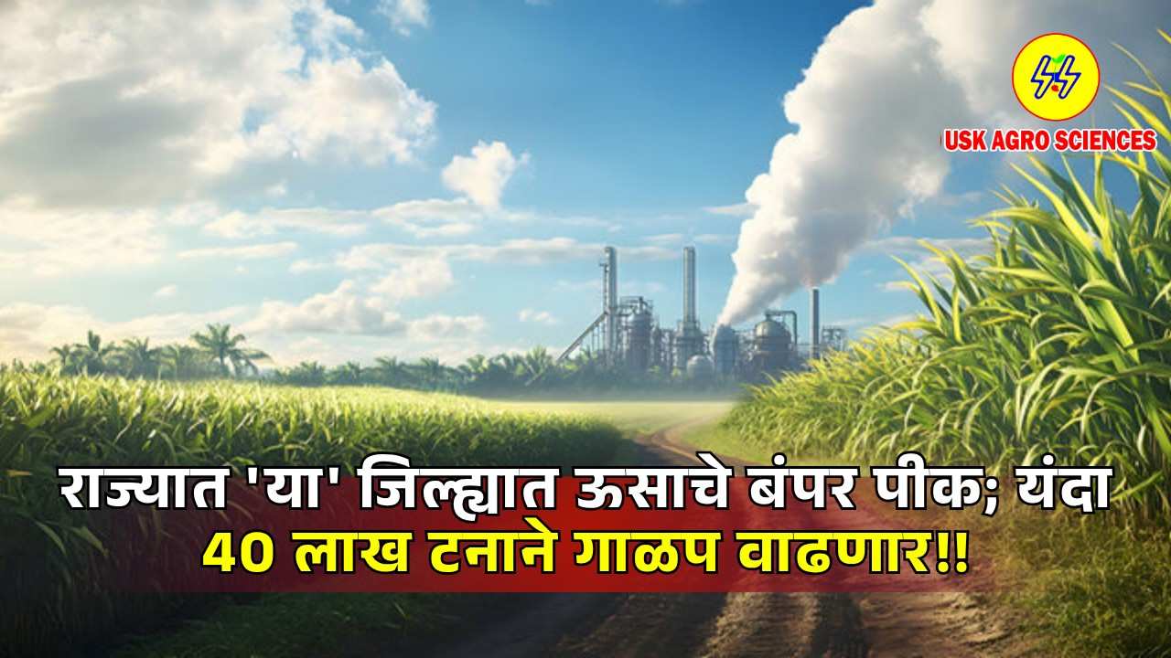 Sugarcane Crushing 2025
