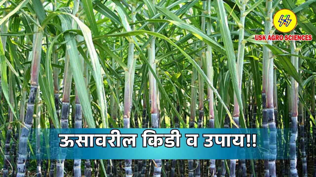 Sugarcane Pests and Remedies 2025