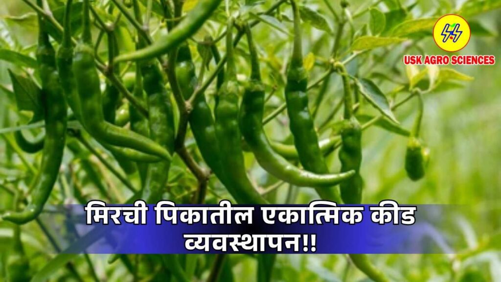 Chilli Crops 2025