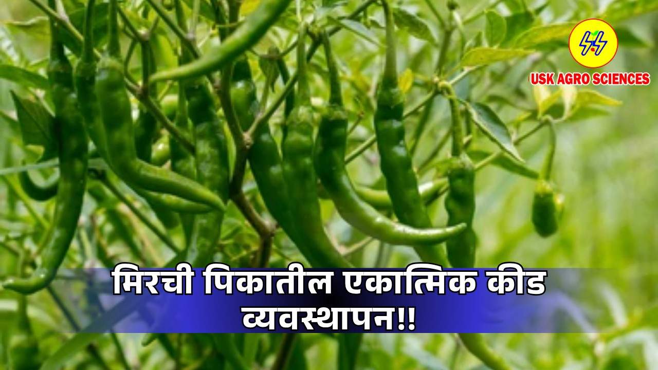 Chilli Crops 2025