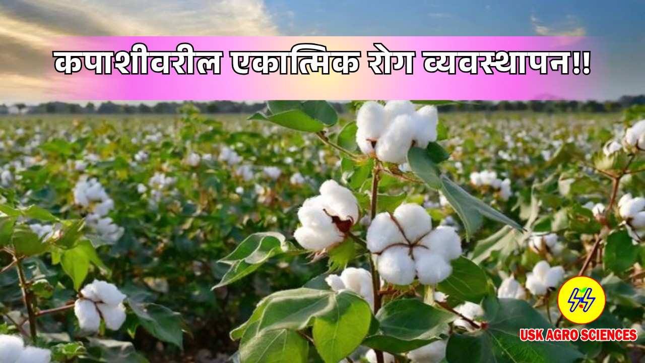 Cotton Crop 2025