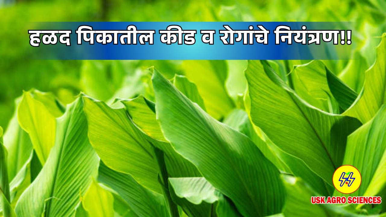 Turmeric Crops 2025