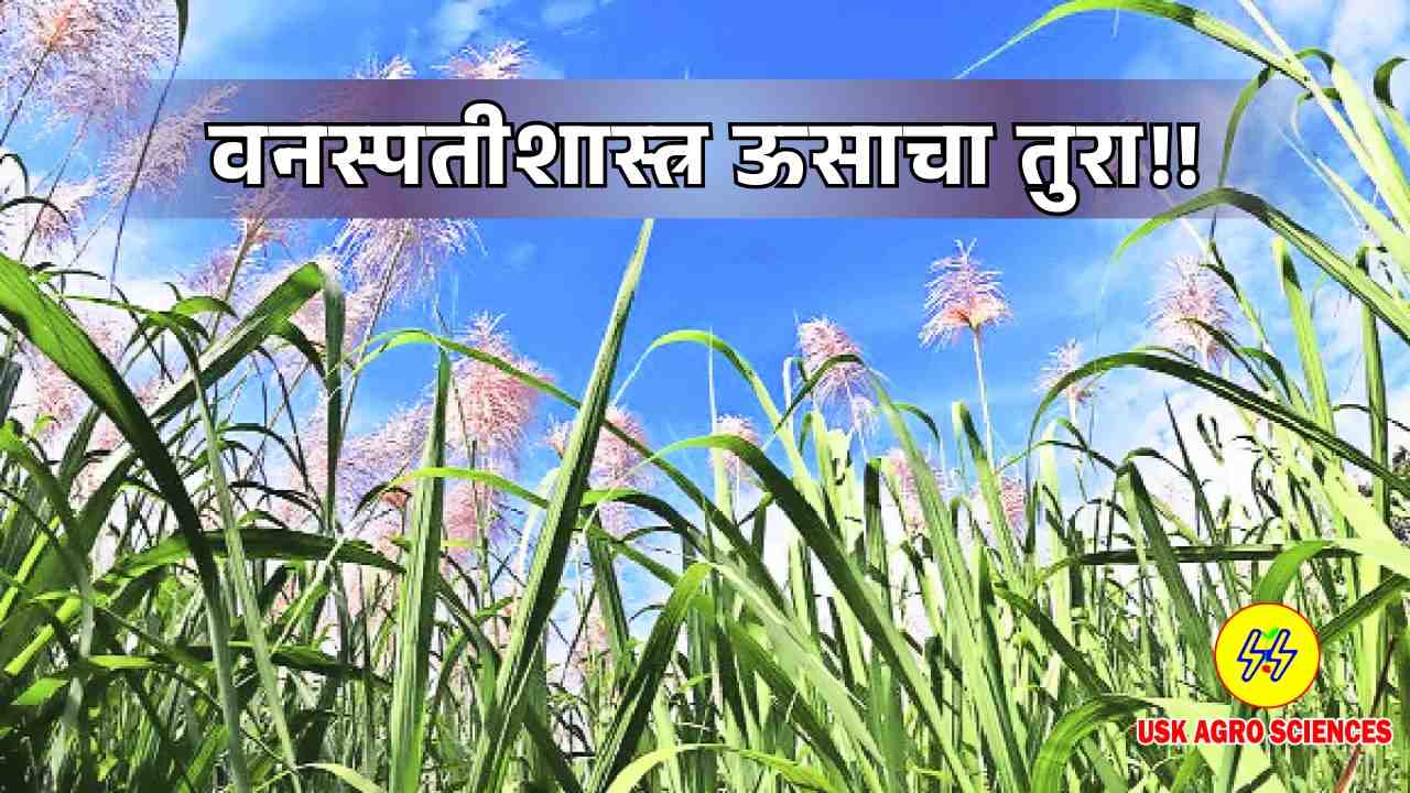 Botany Sugarcane Stalk 2025