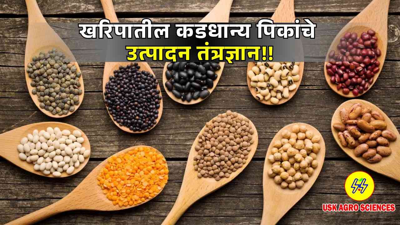 Kharif Pulses 2025