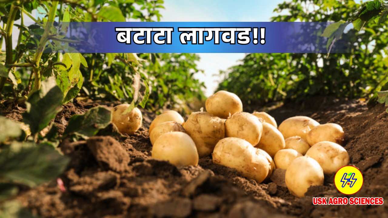 Potato Crop 2025