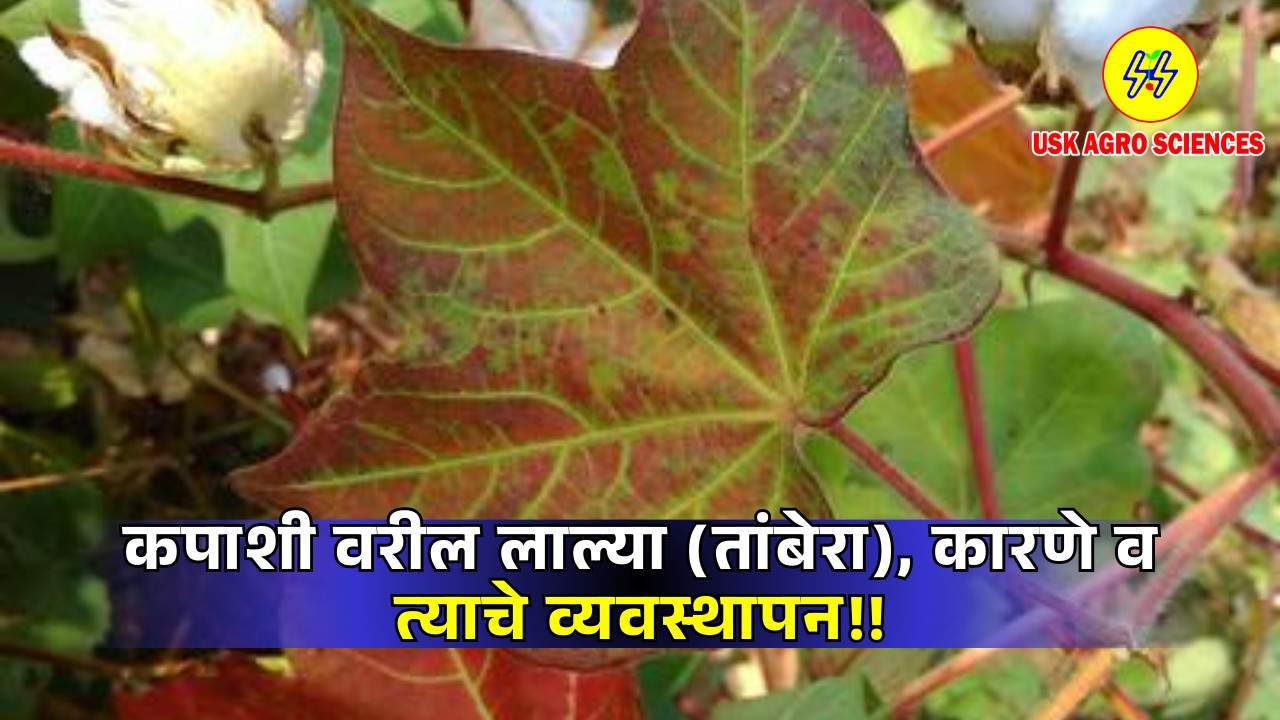 Red Rot in Cotton 2025