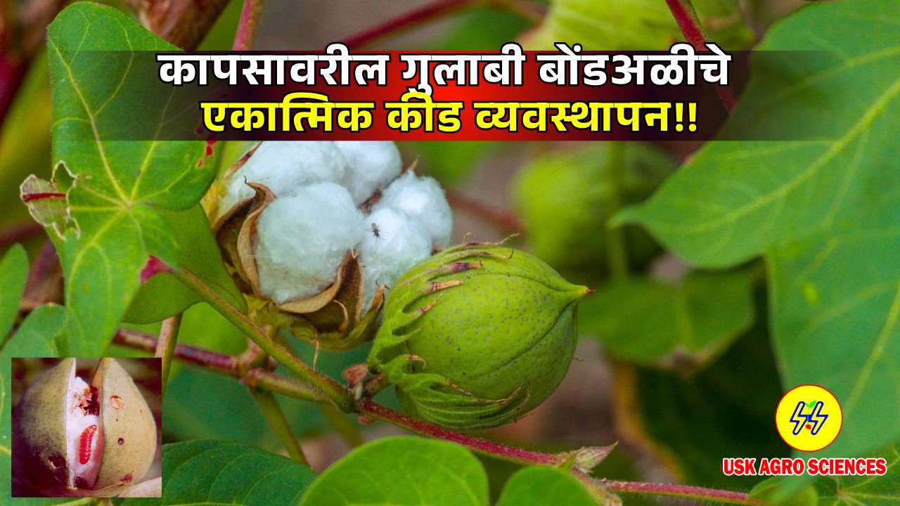 Pink Bollworm on Cotton 2025