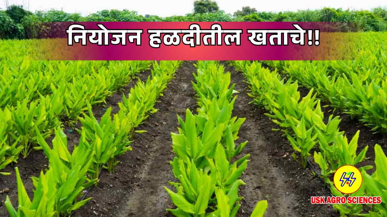 Turmeric Fertilizer 2025