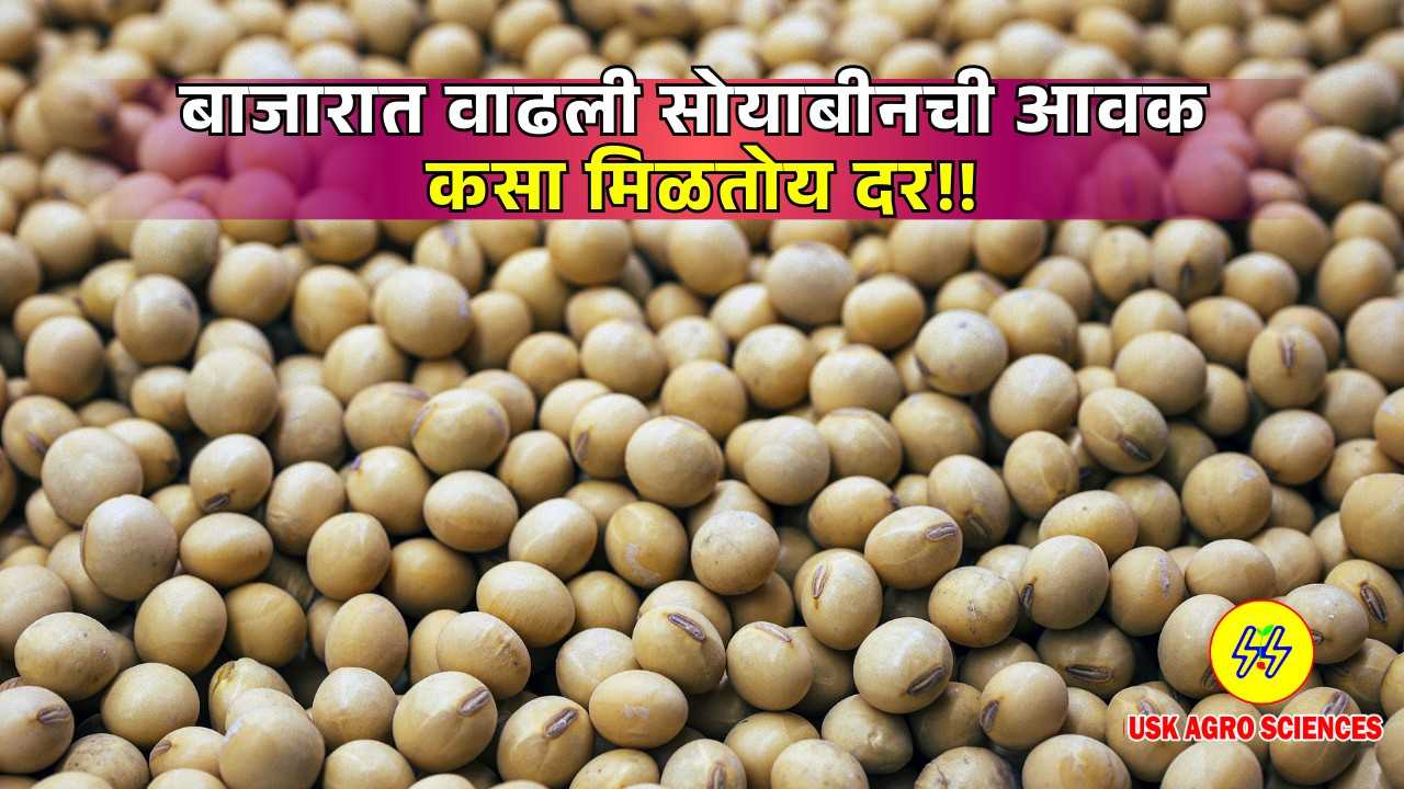 Soybean Market Update 2025