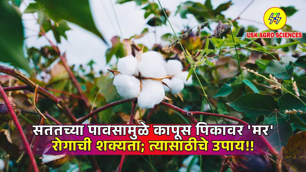 Diseases of Cotton 2025