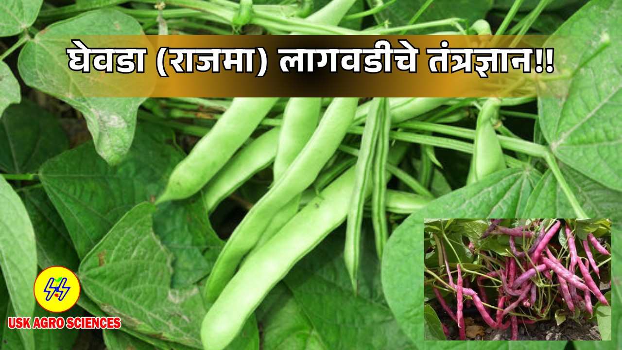 Ghewda Cultivation 2025