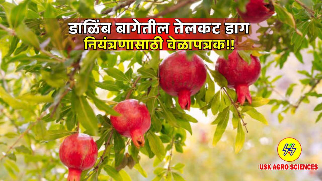 Pomegranate Orchards 2025